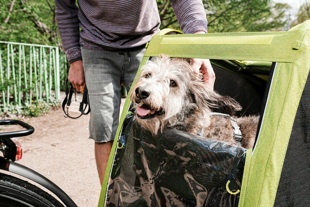 Croozer Dog News Seite Titelbild