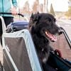 1 BURLEY Bark Ranger XL 2022 | Hundeanhänger 5