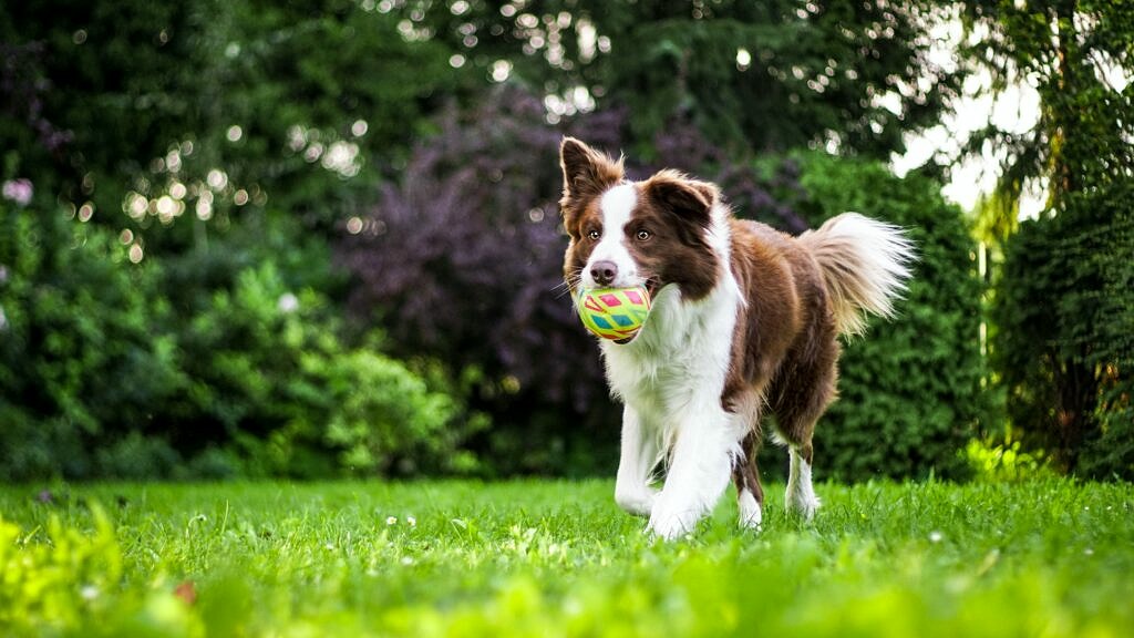 laufender Hund mit Ball auf Wiese